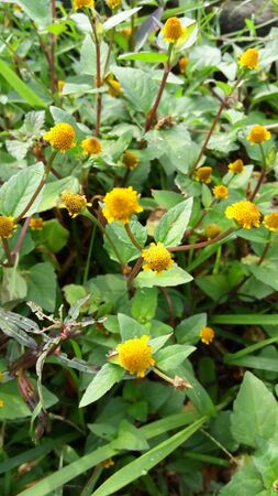 beautiful yellow flower in gardenの写真素材