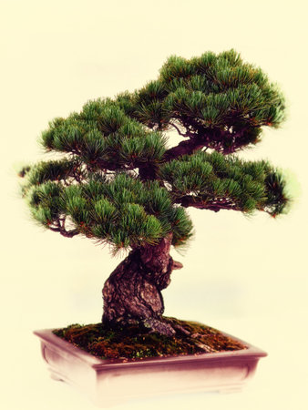 Pine bonsai in a pot isolated on white background.