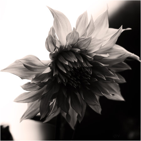 Black and white photo of a dahlia flower in the sunの写真素材