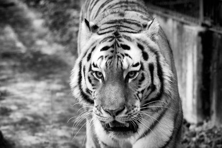Black and white photo of a tiger in the zoo. (Panthera tigris altaica)の写真素材