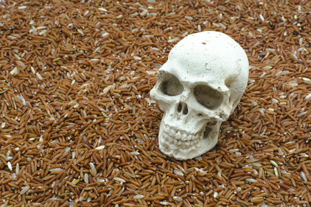 Skull on rice background conceptの写真素材