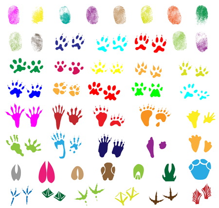 Collection of fingerprints, animal and bird trailsのイラスト素材