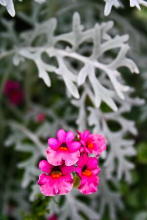 Spring Flowers