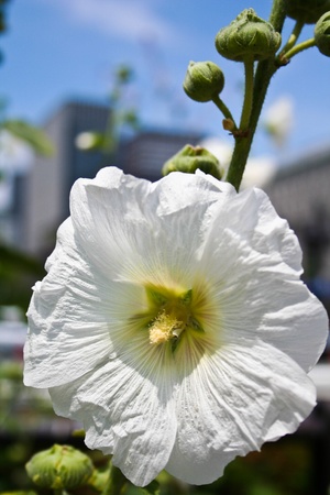 the flower in Tokyo cityの写真素材