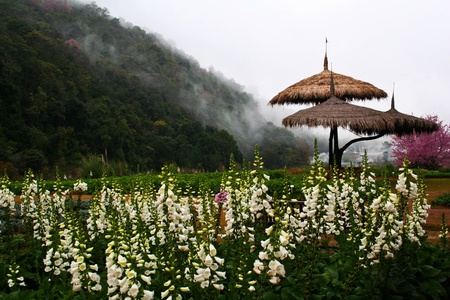 camber in flower garden at Chiang Mai Thailandの写真素材