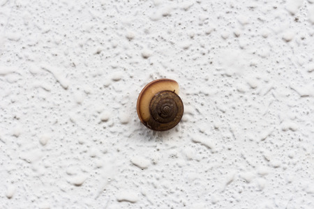 Shell climb on white concrete wallの写真素材