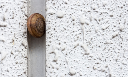 Shell climb on white concrete wallの写真素材