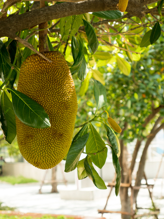 young jack fruit tree in garden. local Asia fruit has good smell and sweet taste.
