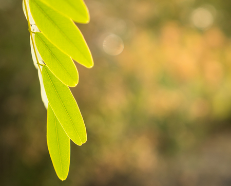 new geen leaves reflect with sun light in the morning.