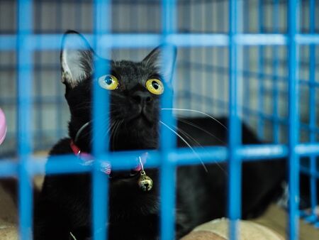 Homeless cat in a cage in an animal shelter