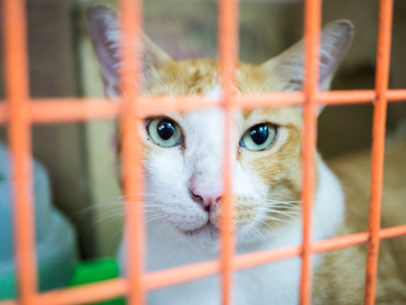 Homeless cat in a cage in an animal shelterの写真素材