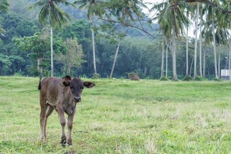 life of Thailand family cow on field eating all the timeの写真素材
