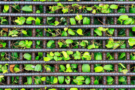 Tree behind bars feel like trees in prisonの写真素材