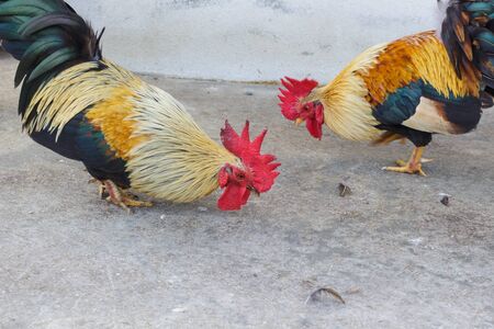 bantam walking on park. (Chicken)の写真素材