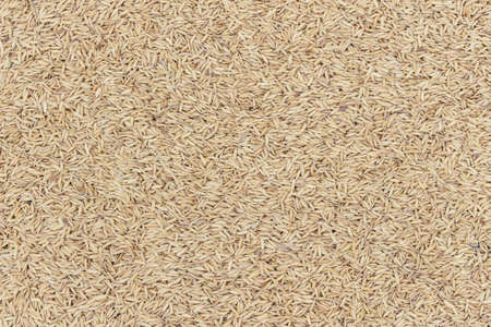 golden rice unmilled paddy backgroundの写真素材