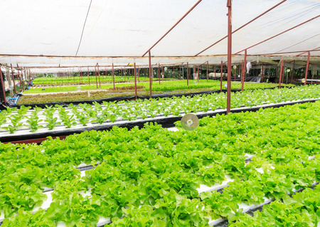 Hydroponics method of growing plants using mineral nutrient solutions, in water, without soil. Close up planting hand Hydroponics plantの写真素材