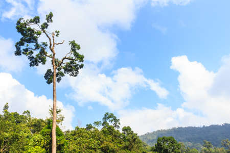 Tropical rainforest,Thailandの写真素材