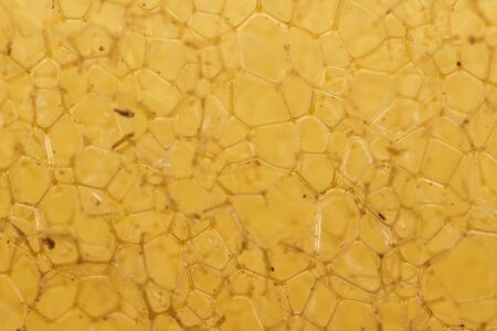 close up yellow sponge, macroの写真素材
