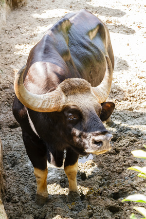 Gaur or indian bison in the Zooの写真素材