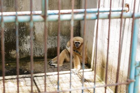 In the monkey cage at the zoo.の写真素材
