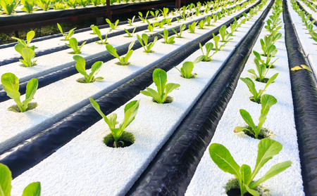 Hydroponics method of growing plants using mineral nutrient solutions, in water, without soil. Close up planting hand Hydroponics plantの写真素材