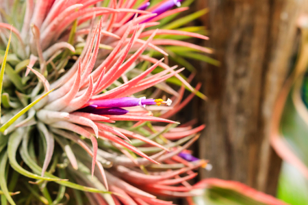 Close up of colorful Bromeliad plants in flower shop.の写真素材