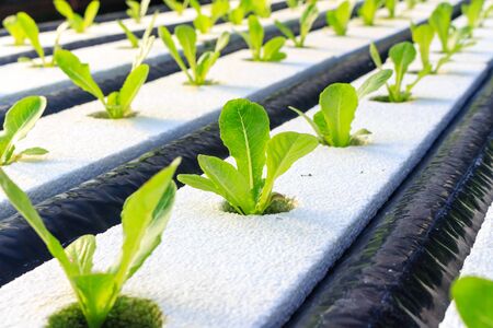 Hydroponics method of growing plants using mineral nutrient solutions, in water, without soil. Close...
