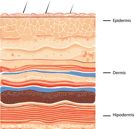 Vector illustration of human skin layers. Illustration of human skin layers.のイラスト素材