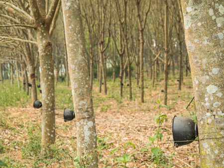 Plantation rubber Tree Harvesting in forest in Chiangrai, Thailandの写真素材