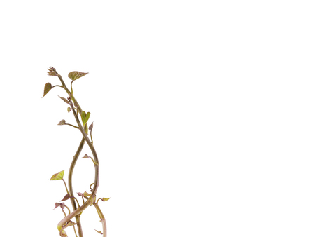Fresh devious sapling isolate on white background,の写真素材