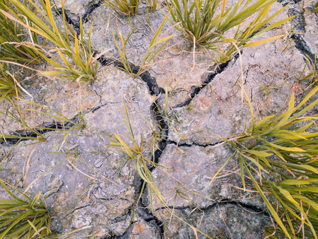 Cracked soil in a dried paddy field. Cause by global warming. Soft Focusの写真素材
