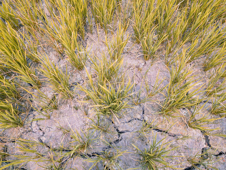 Cracked soil in a dried paddy field. Cause by global warming. Soft Focusの写真素材