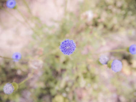Top view of little purple grass flower in the morning on blurry background, Close Up, Soft Focusの写真素材