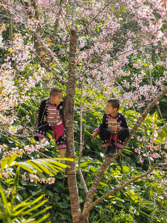 CHIANG MAI, THAILAND - JANUARY 26, 2015: Hill tribes child on the tree. Hmong new year festival day.のeditorial素材
