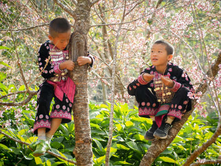 CHIANG MAI, THAILAND - JANUARY 26, 2015: Hill tribes child on the tree. Hmong new year festival day.のeditorial素材