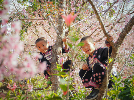 CHIANG MAI, THAILAND - JANUARY 26, 2015: Hill tribes child on the tree. Hmong new year festival day.のeditorial素材