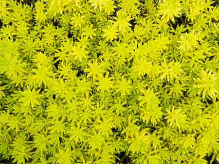 Top view of small green leaf backgroundの写真素材