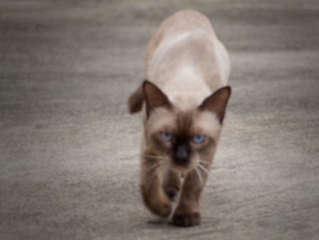 Thai famous cat (Siamese Cat, Moon Diamond, Seal Point) in dark and light brown hair looking and walking on floor with copy space, Motion blur technique for backgroundのeditorial素材