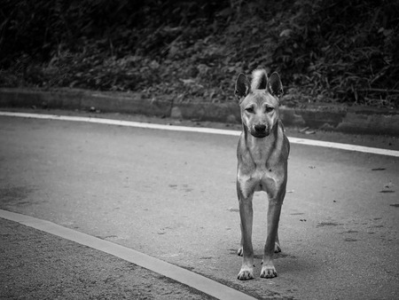Portrait image of starveling dog appeal a signal 'Do you have some food for me?' from this eyes. Stray dog. Black and white toneの写真素材