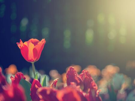 Amazing nature of red tulips under sunlight with at the middle of summer or spring day. Natural view of flower blooming in the garden with bokeh on black color as a background and fake sunlight, Soft color filterの写真素材