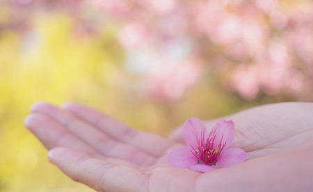 Close up image of single pink Wild Himalayan Cherry flower (Sakura of Thailand) on woman hand with blurred bokeh background, Copy Spaceの写真素材