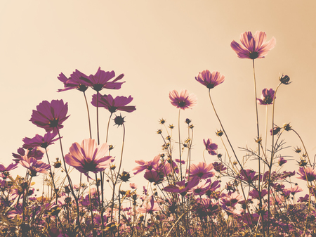 Pink cosmos (bipinnatus) flowers against the bright blue sky. Cosmos is also known as Cosmos sulphureus, Selective Focus, Late Color Tone
の写真素材