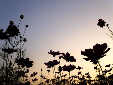 Silhouette of cosmos (bipinnatus) flowers against the twilight sky background. Cosmos is also known as Cosmos sulphureus with copy space, Selective Focusの写真素材