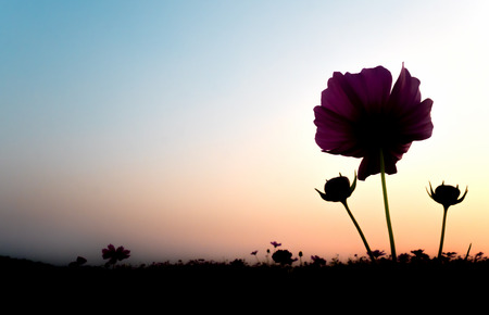 Silhouette image of pink cosmos (bipinnatus) flowers against the bright sky in the evening. Cosmos is also known as Cosmos sulphureus, Copy spaceの写真素材