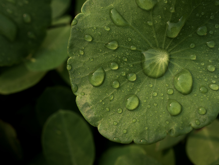 Close-up image of dew on Centella asiatica leaf (Asiatic leaf, Asiatic pennywort or Indian pennywort) after the rain in the dark. It is native to wetlands in Asia. It is used as a culinary vegetable and as medicinal herb.
の写真素材