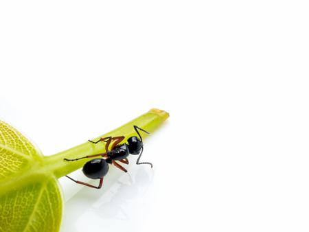 Close-up image of single worker Polyrhachis laevissima ant on green leaf isolate on white background with copy spaceの写真素材