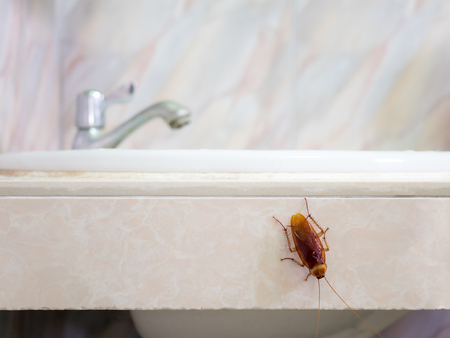 Close-up image of cockroach in house on background of water closet.の写真素材