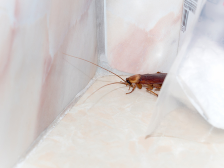 Close-up image of cockroach hiding in corner in house on background of water closet.