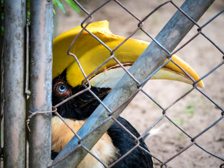 Close-up image of unhappy Hornbills (Buceros bicornis) bird imprisoned in cage. Cruelty animal concept.の写真素材