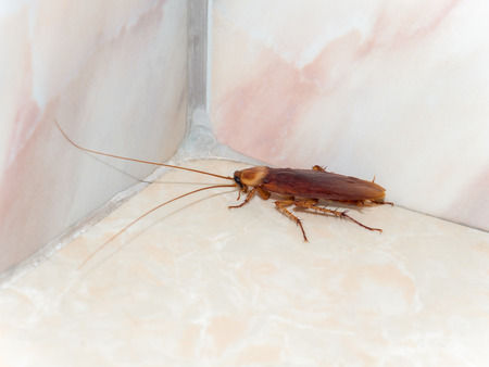 Close-up image of cockroach hiding in corner in house on background of water closet.
の写真素材